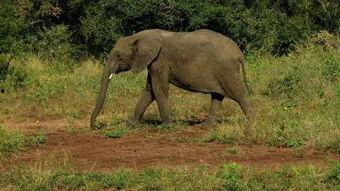 屋顶大象手机在线观看,揭秘神秘生物的奇幻之旅 第3张 屋顶大象手机在线观看,揭秘神秘生物的奇幻之旅 第3张
